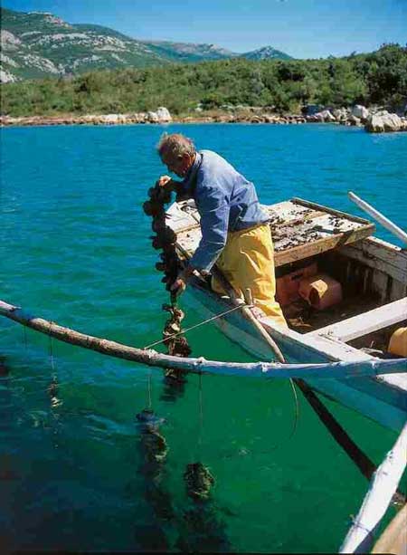 Oyster fisherman