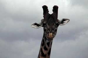 Giraffe